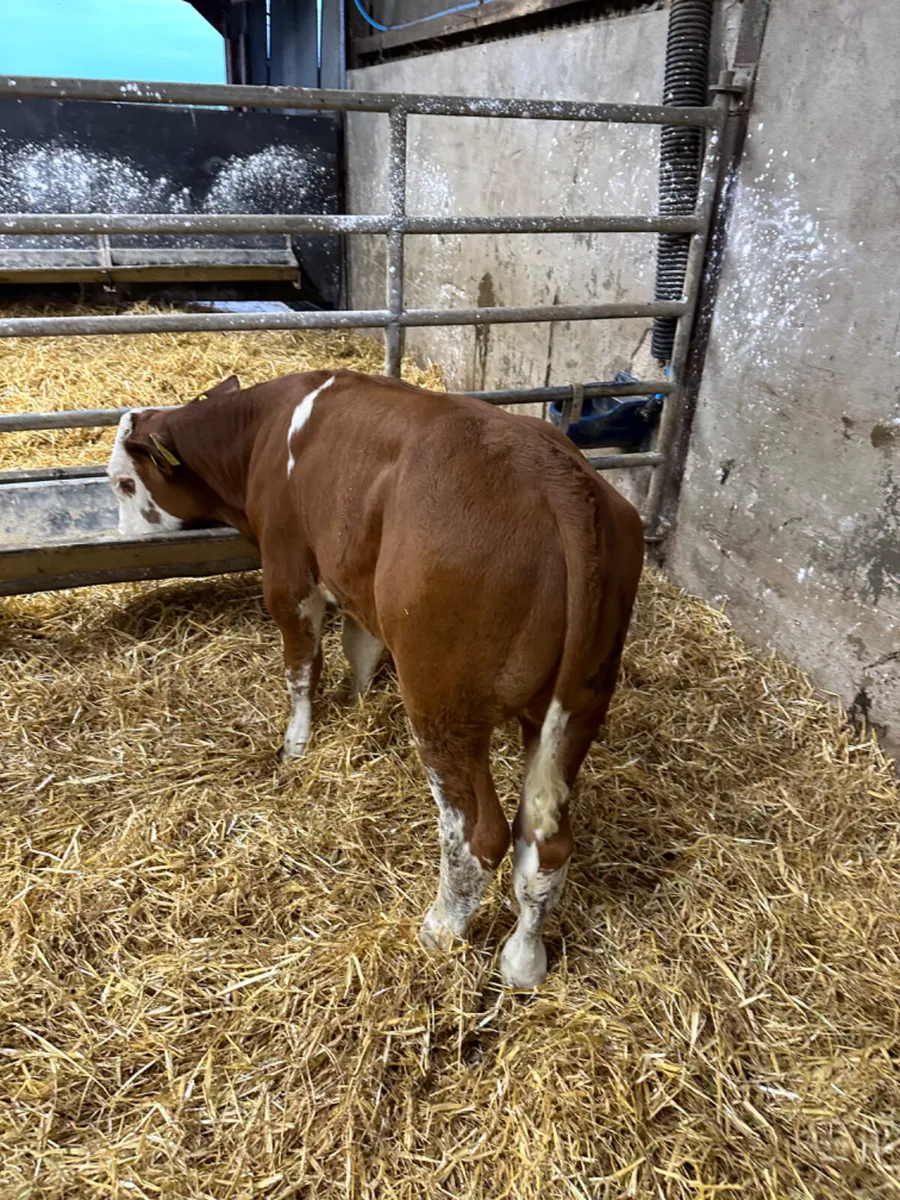 Beef bred bulls - Image 4
