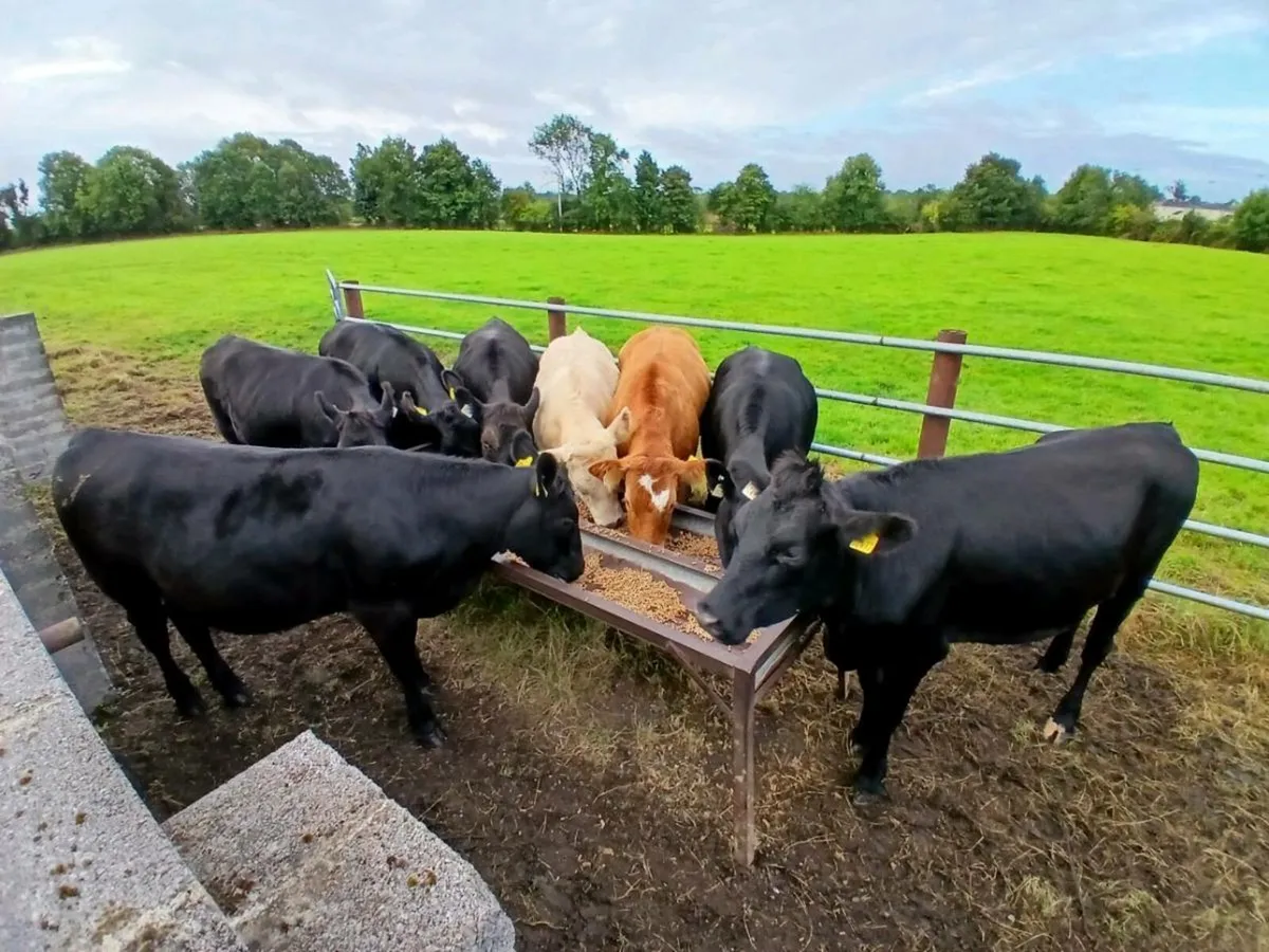 8 Heifers delvin mart - Image 1