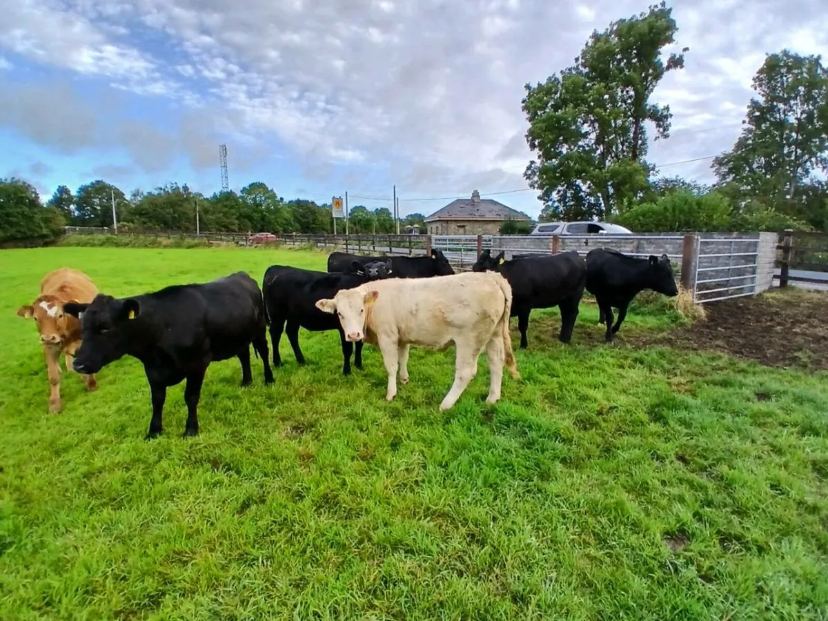 8 Heifers delvin mart - Image 2