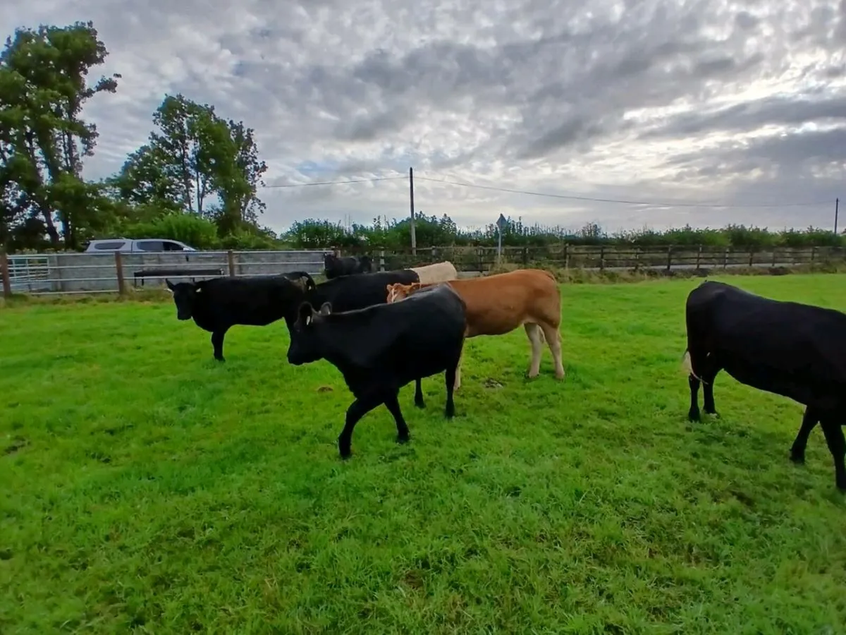 8 Heifers delvin mart - Image 3