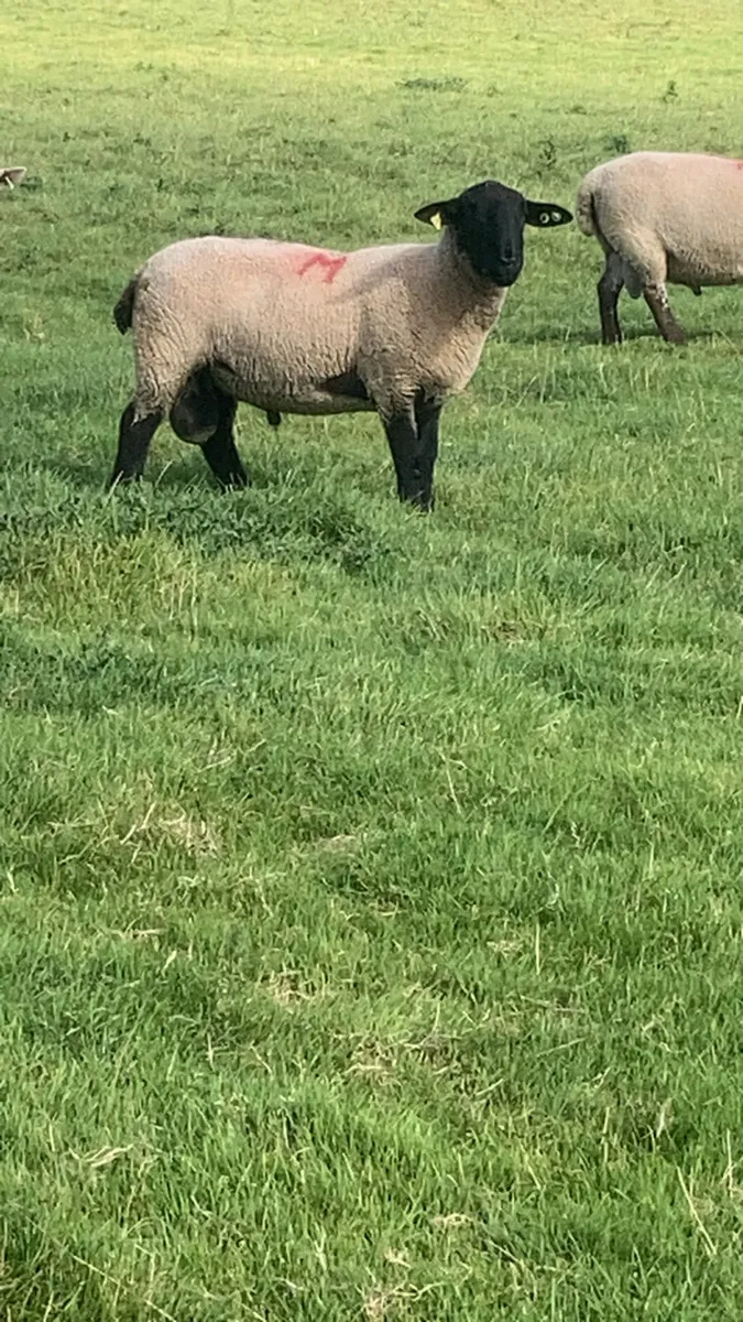⭐️sis Suffolk ram ⭐️ - Image 1