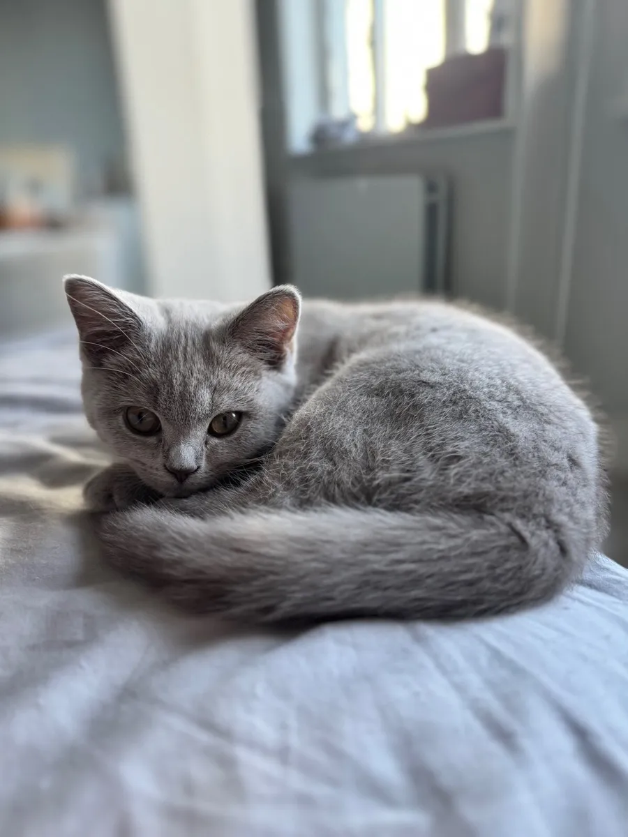 British shorthair kittens - Image 1