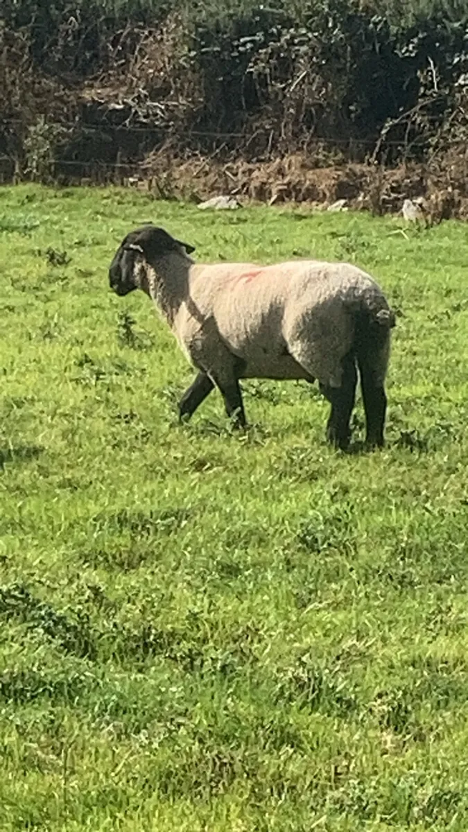 ⭐️sis Suffolk ram ⭐️ - Image 2