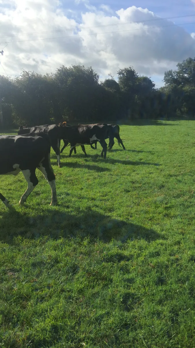 Friasian heifers - Image 2
