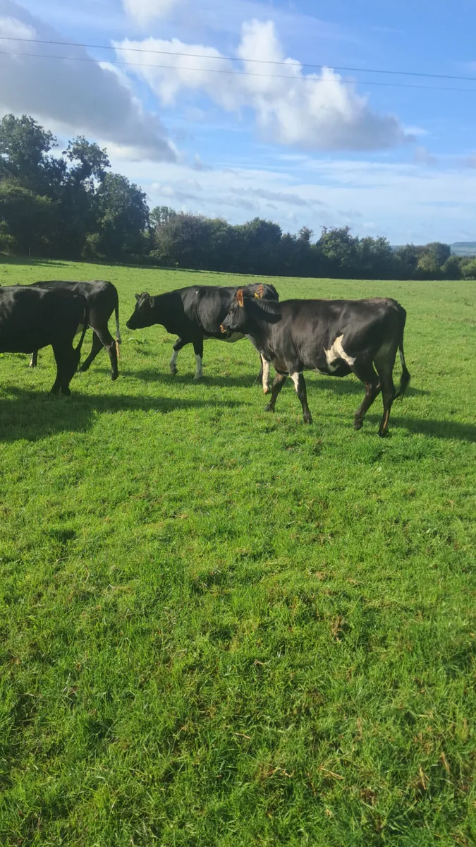 Friasian heifers - Image 1