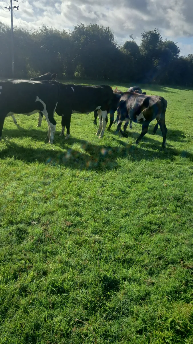 Friasian heifers - Image 3