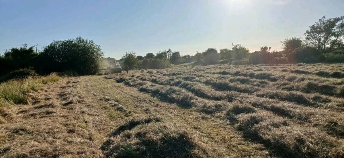Hay. Round bales and Small Square bales - Image 1