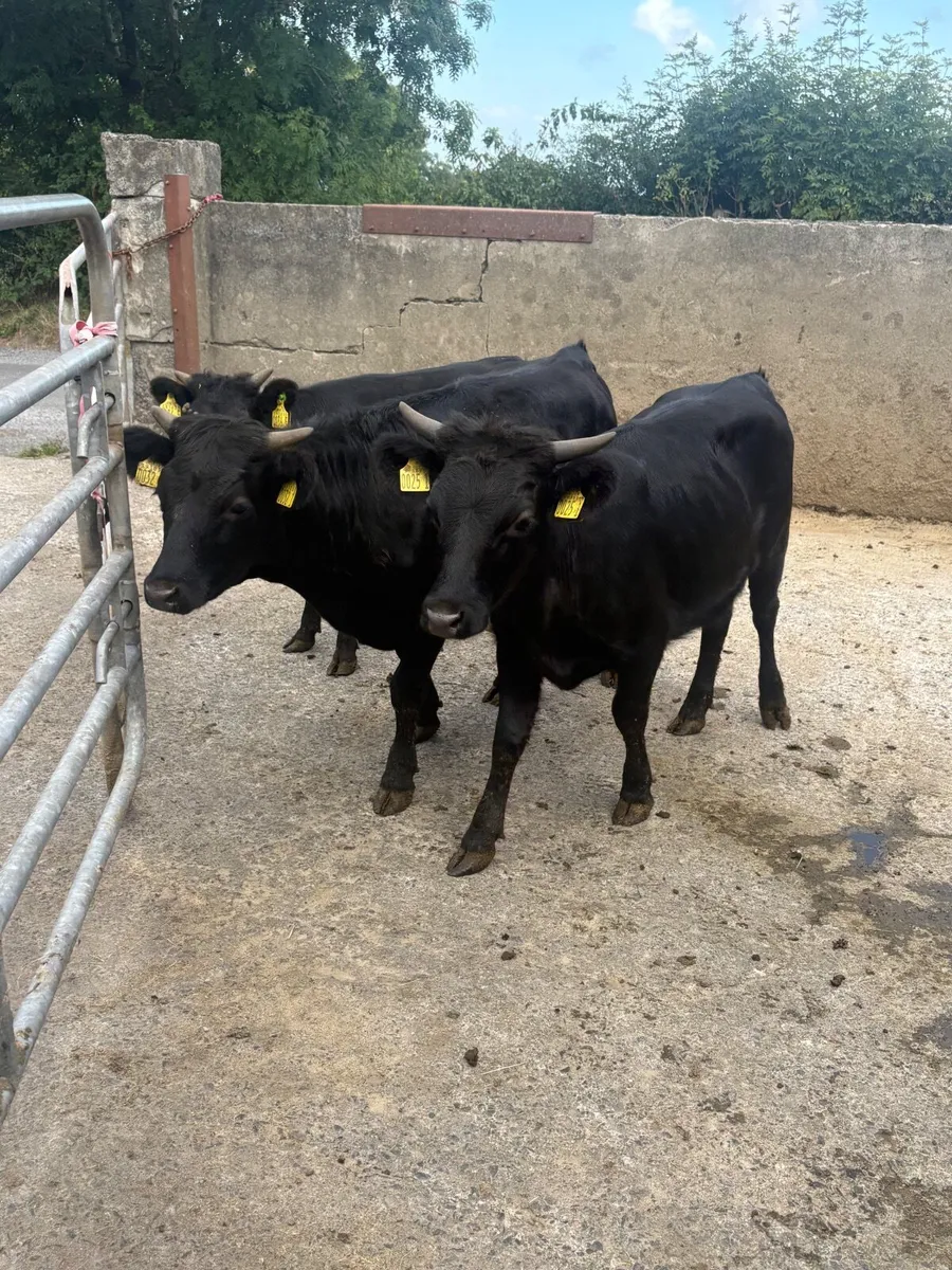 3 PB Dexter heifers - Image 1