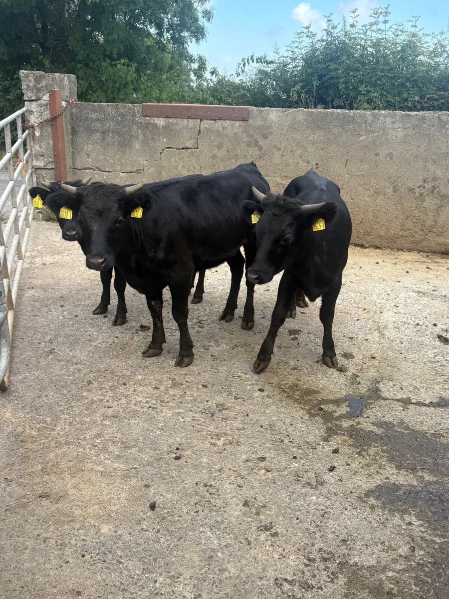 3 PB Dexter heifers - Image 2