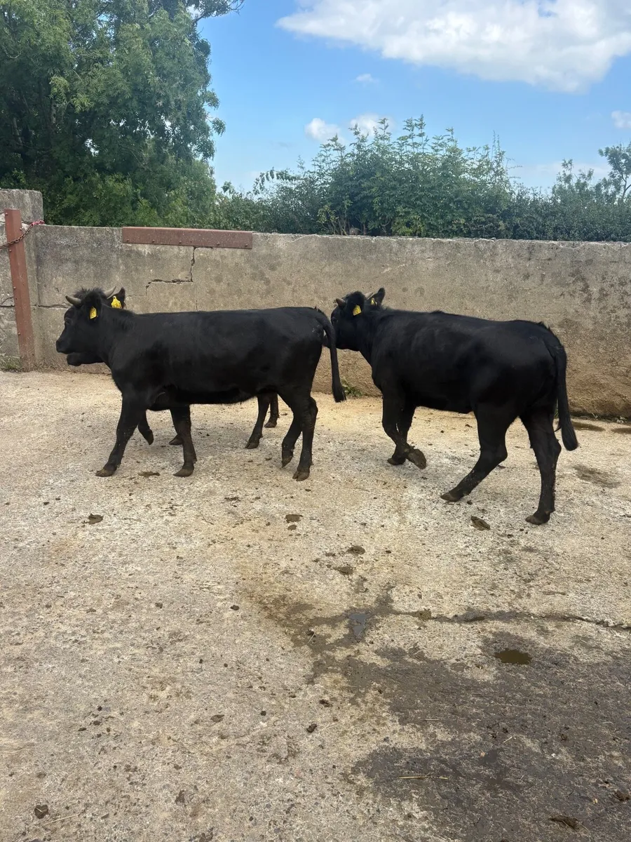 3 PB Dexter heifers - Image 3