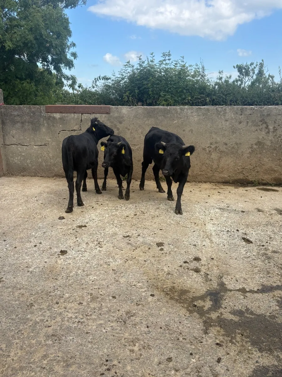 3 PB Dexter heifers - Image 4