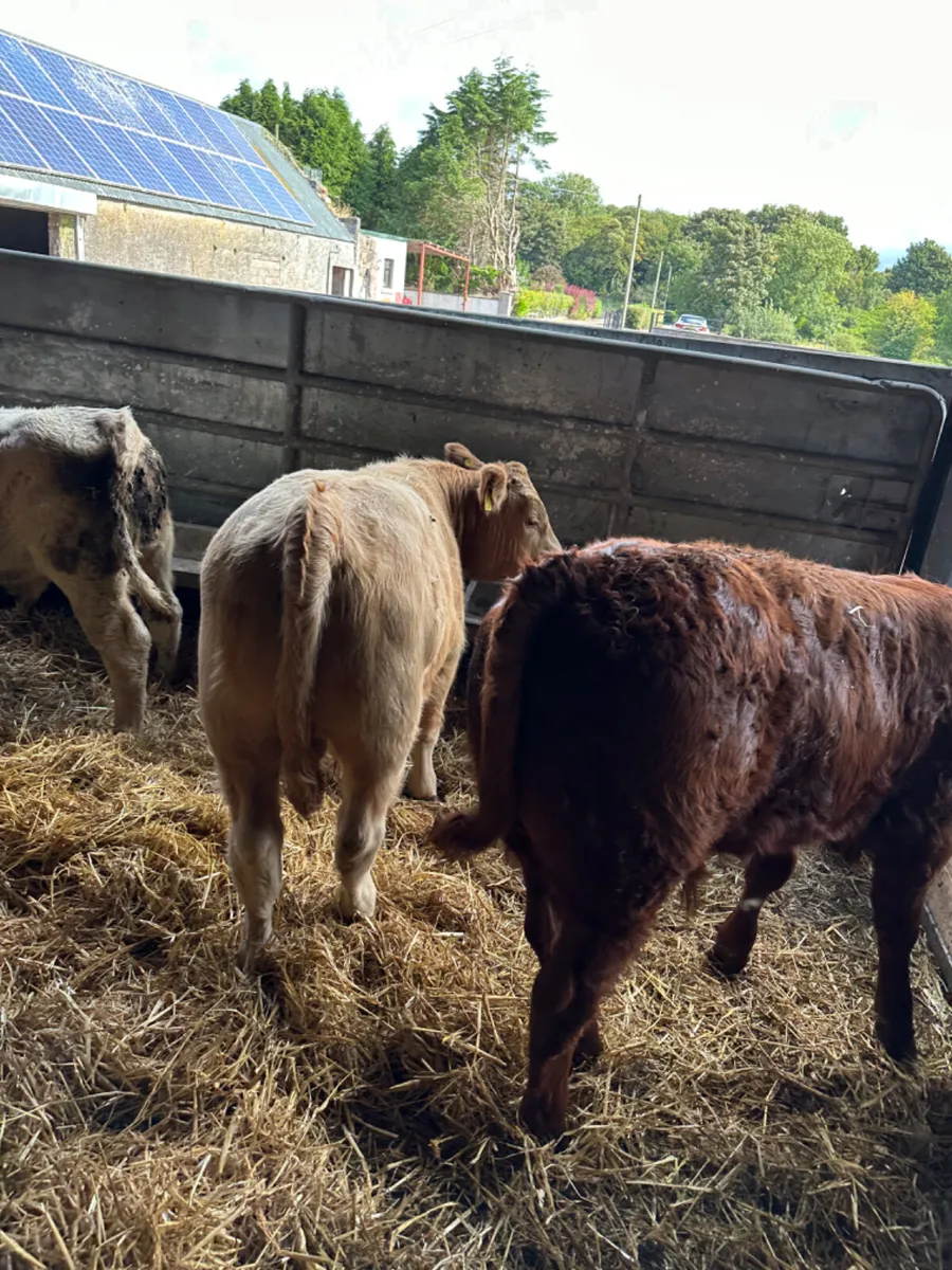 Charolais and lim bulls - Image 2