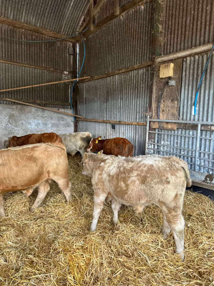 Charolais and lim bulls - Image 4