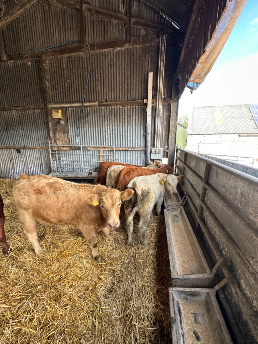 Charolais and lim bulls - Image 1