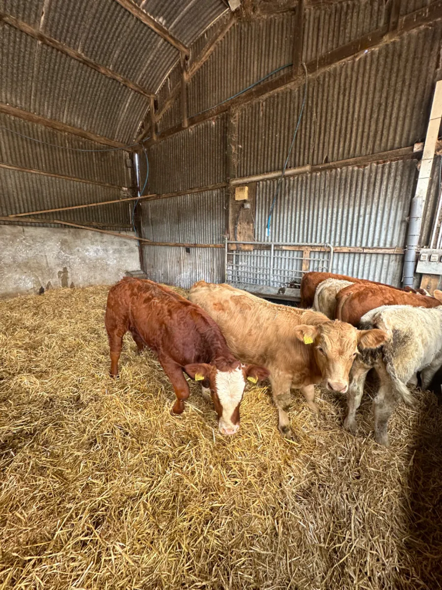 Charolais and lim bulls - Image 3