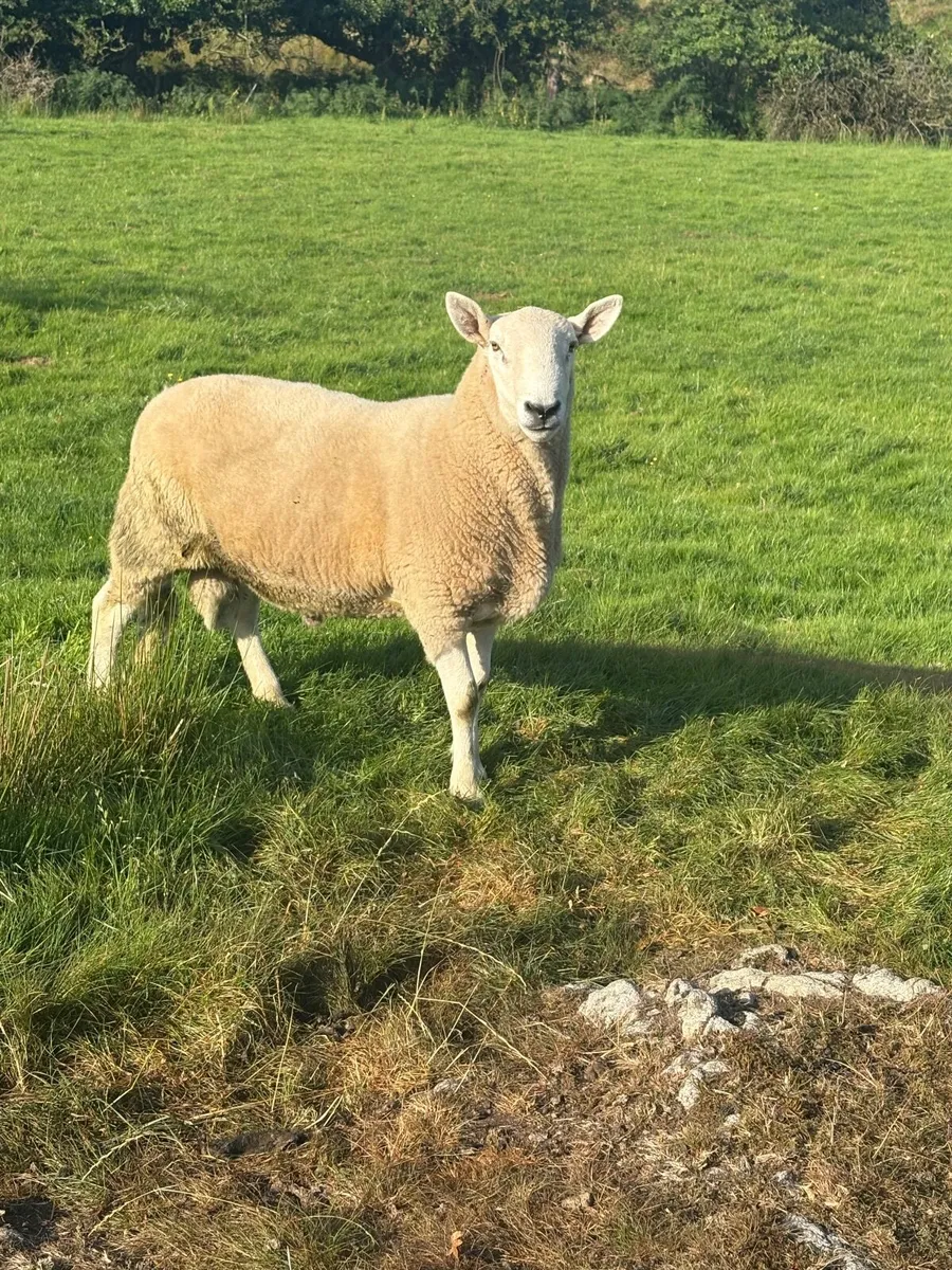 Wicklow Cheviot & Sufftex tips - Image 2