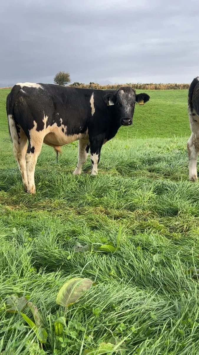 Belgian blue bull weanlings - Image 1