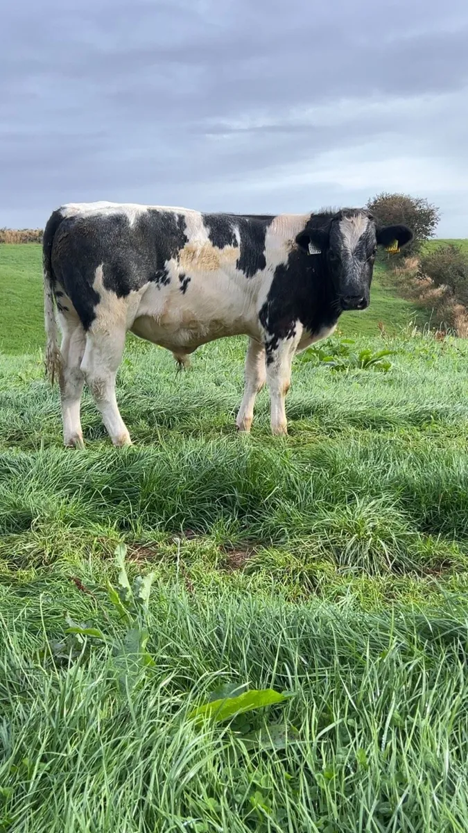 Belgian blue bull weanlings - Image 2