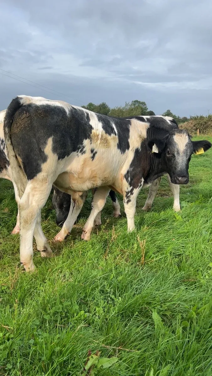 Belgian blue bull weanlings - Image 3