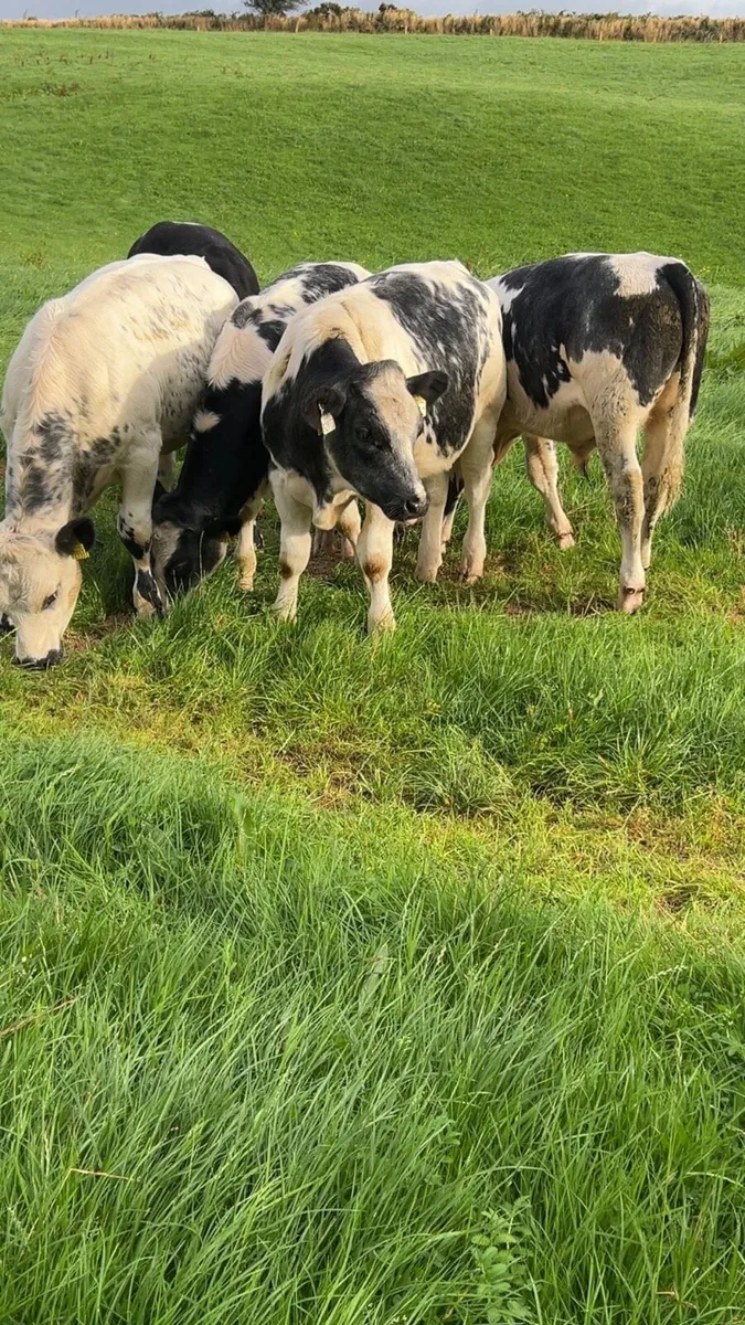 Belgian blue bull weanlings - Image 4