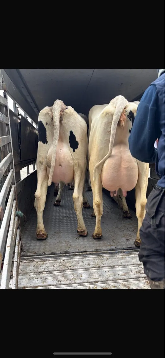 Heifers wanted