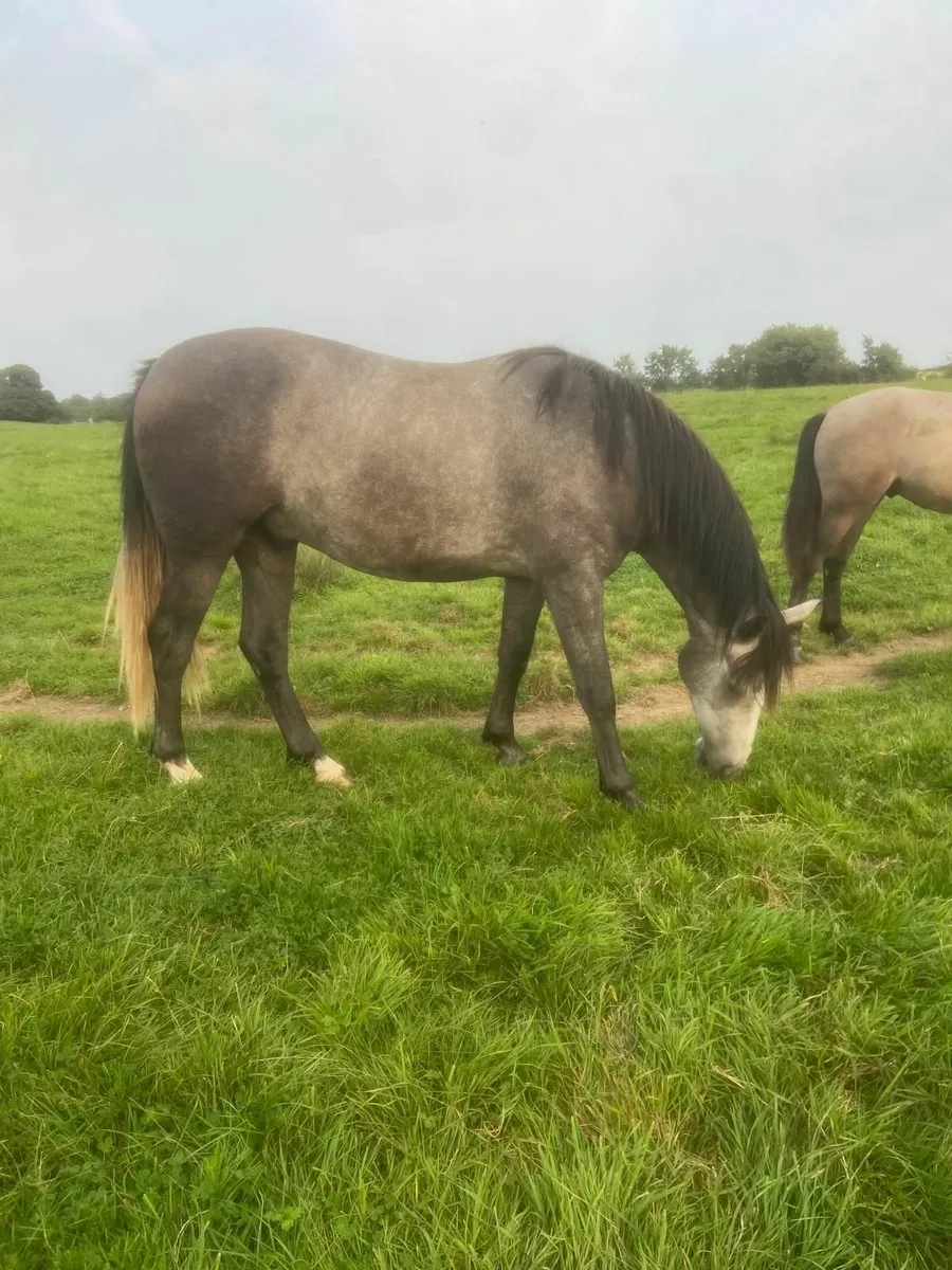 Connemara ponies - Image 2