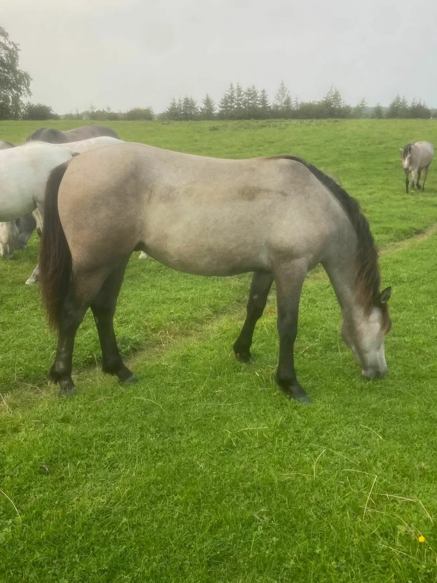 Connemara ponies - Image 3