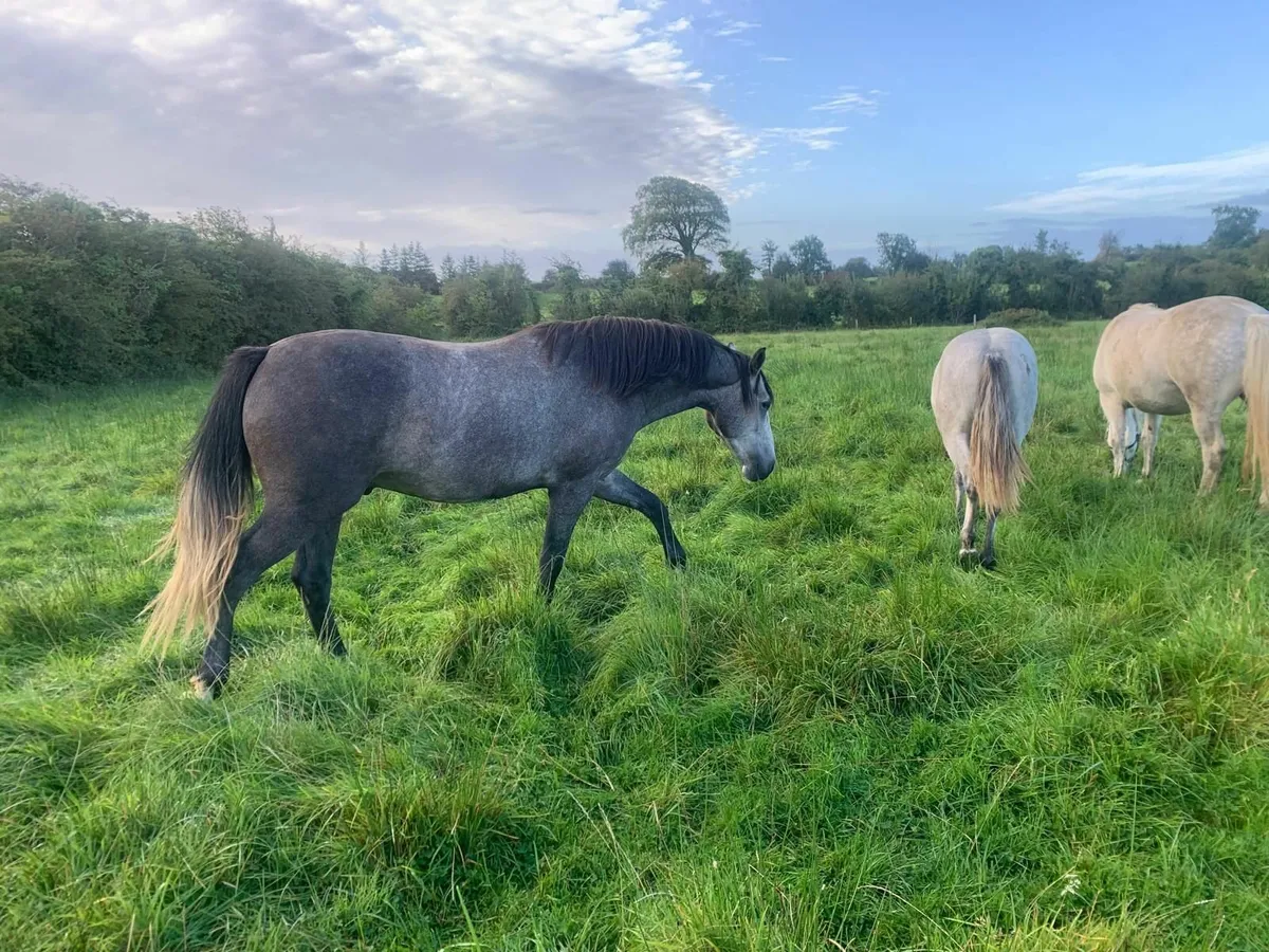 Connemara ponies - Image 4