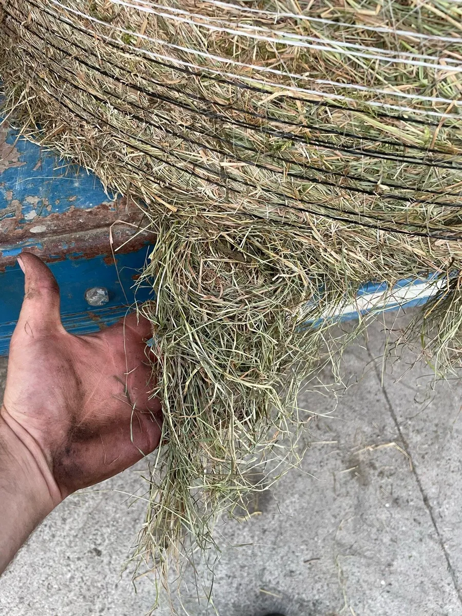Hay