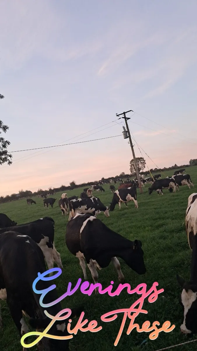 Cows not in calf required