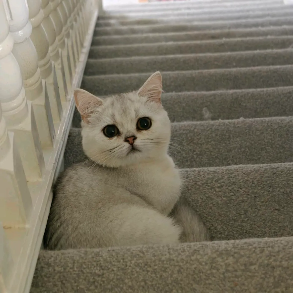 British shorthair kittens - Image 2