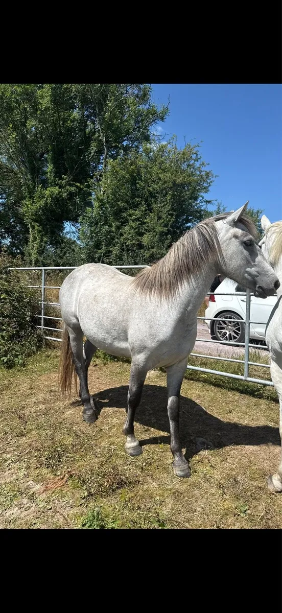 2year old Connemara Filly - Image 2
