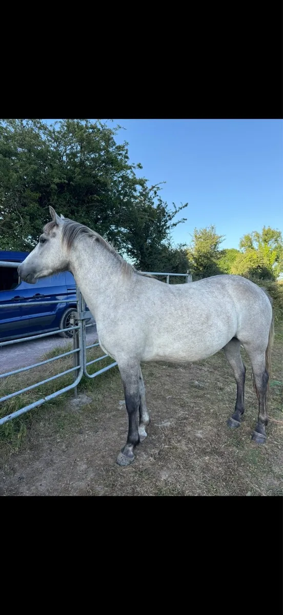 2year old Connemara Filly - Image 3