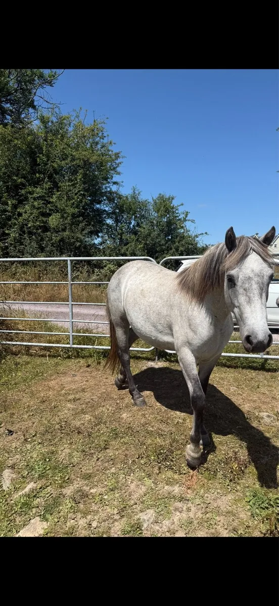 2year old Connemara Filly - Image 4