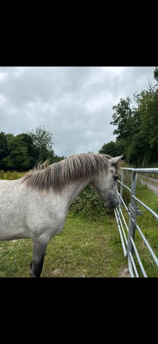 2year old Connemara Filly - Image 1