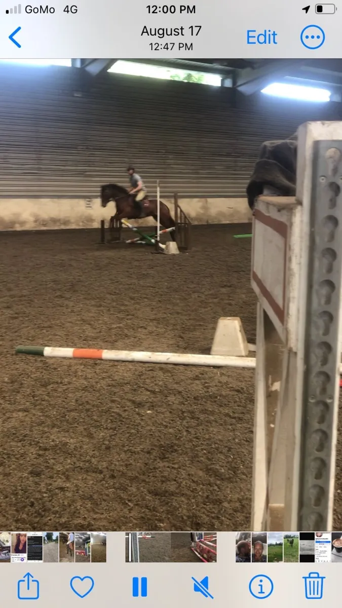 Pony
