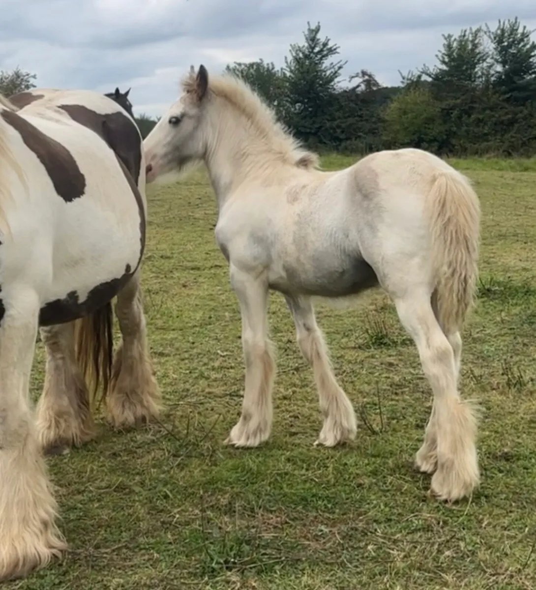Blue and white foal - Image 1