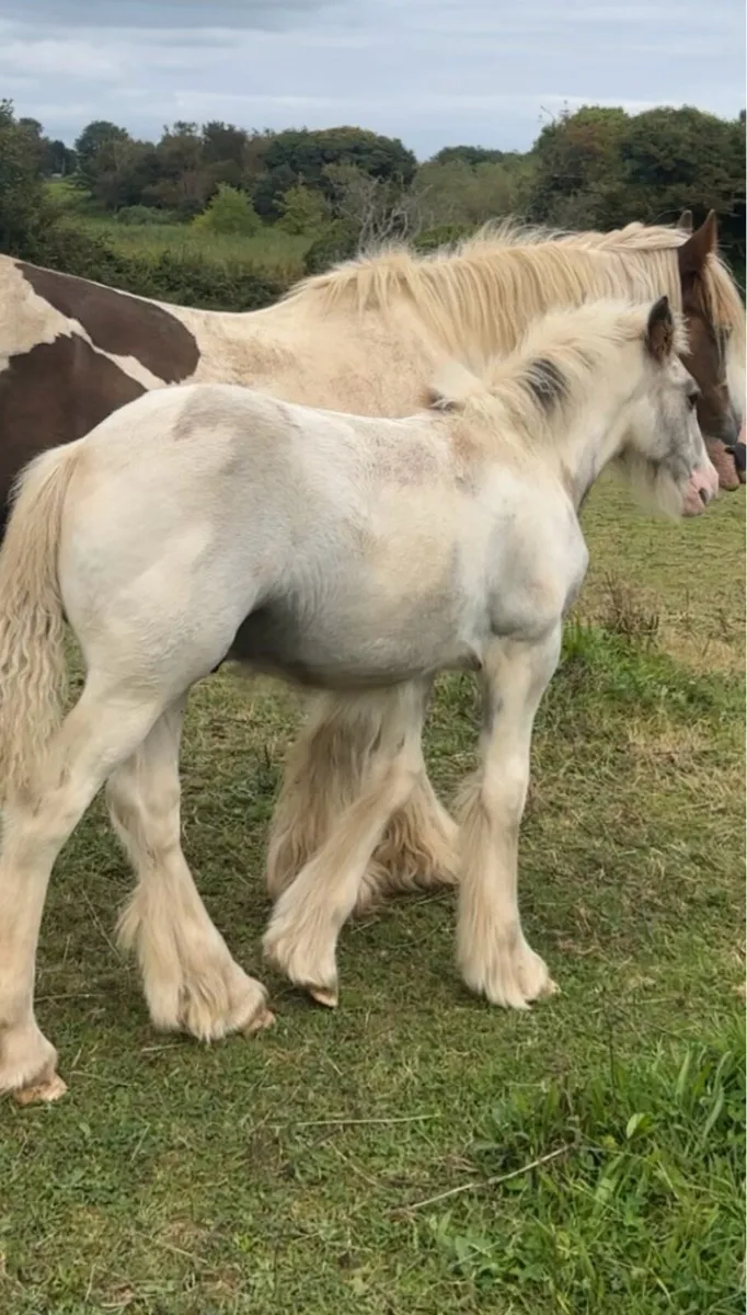 Blue and white foal - Image 2