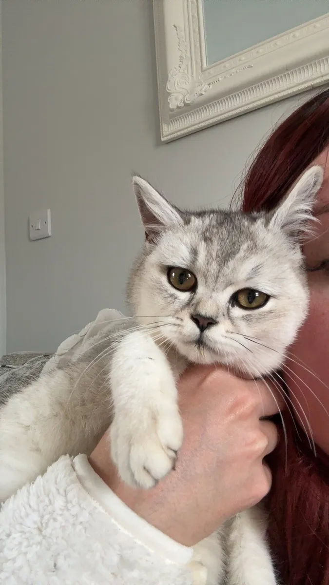British short hair kitten - Image 1
