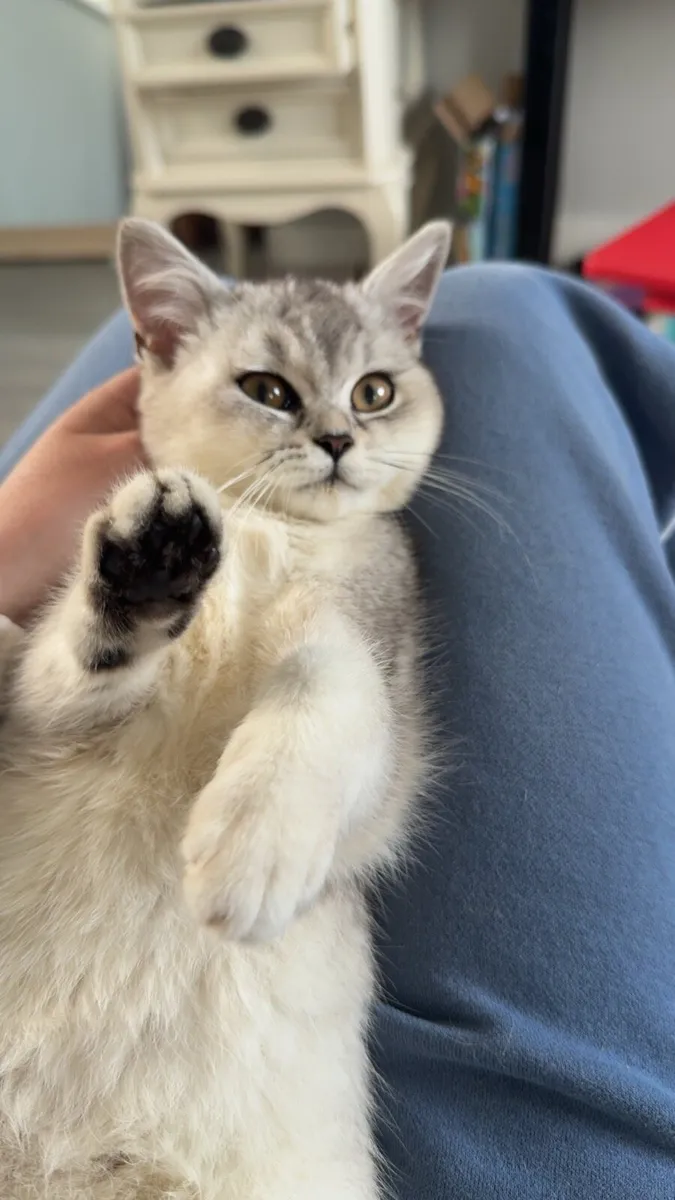 British short hair kitten - Image 2