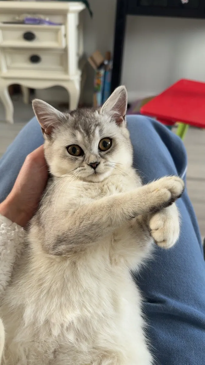 British short hair kitten - Image 3