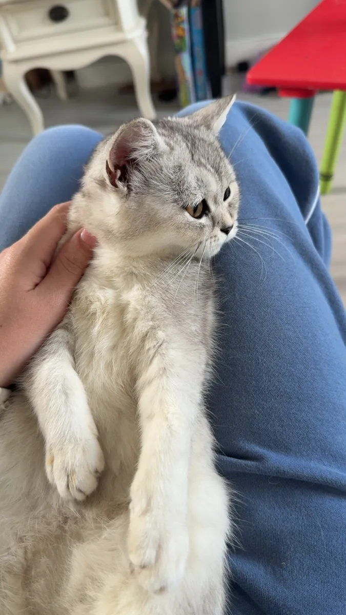 British short hair kitten - Image 4