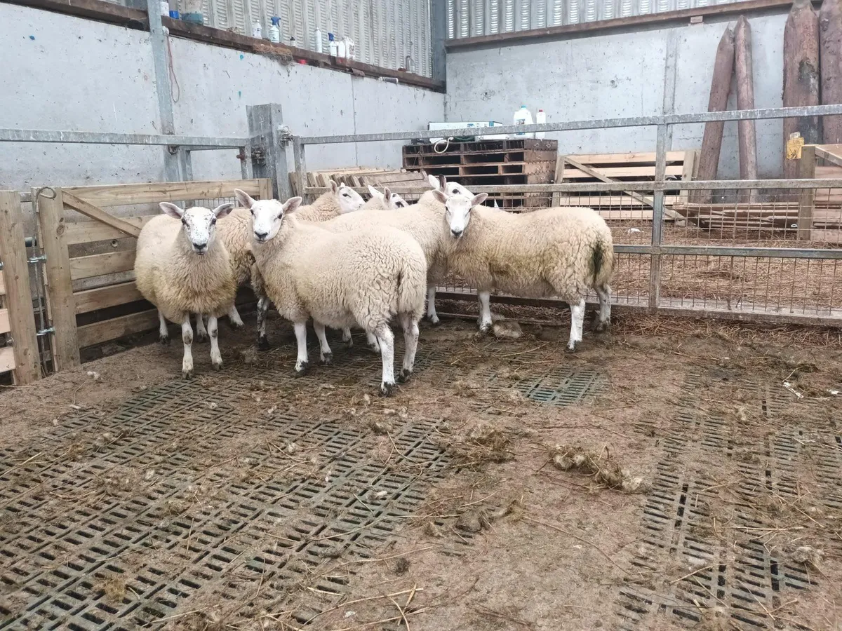 Sheep - Image 2