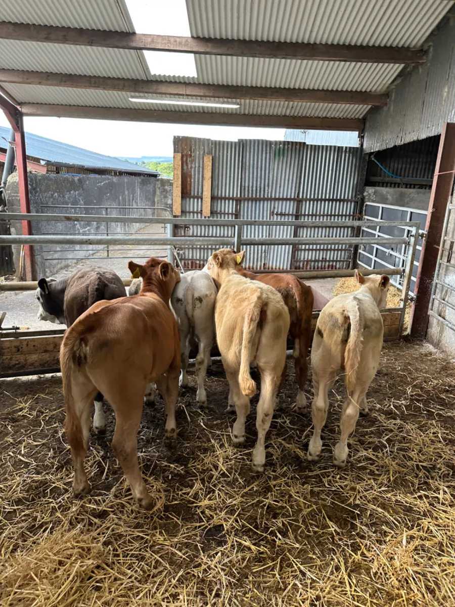 Beef bred heifers - Image 1