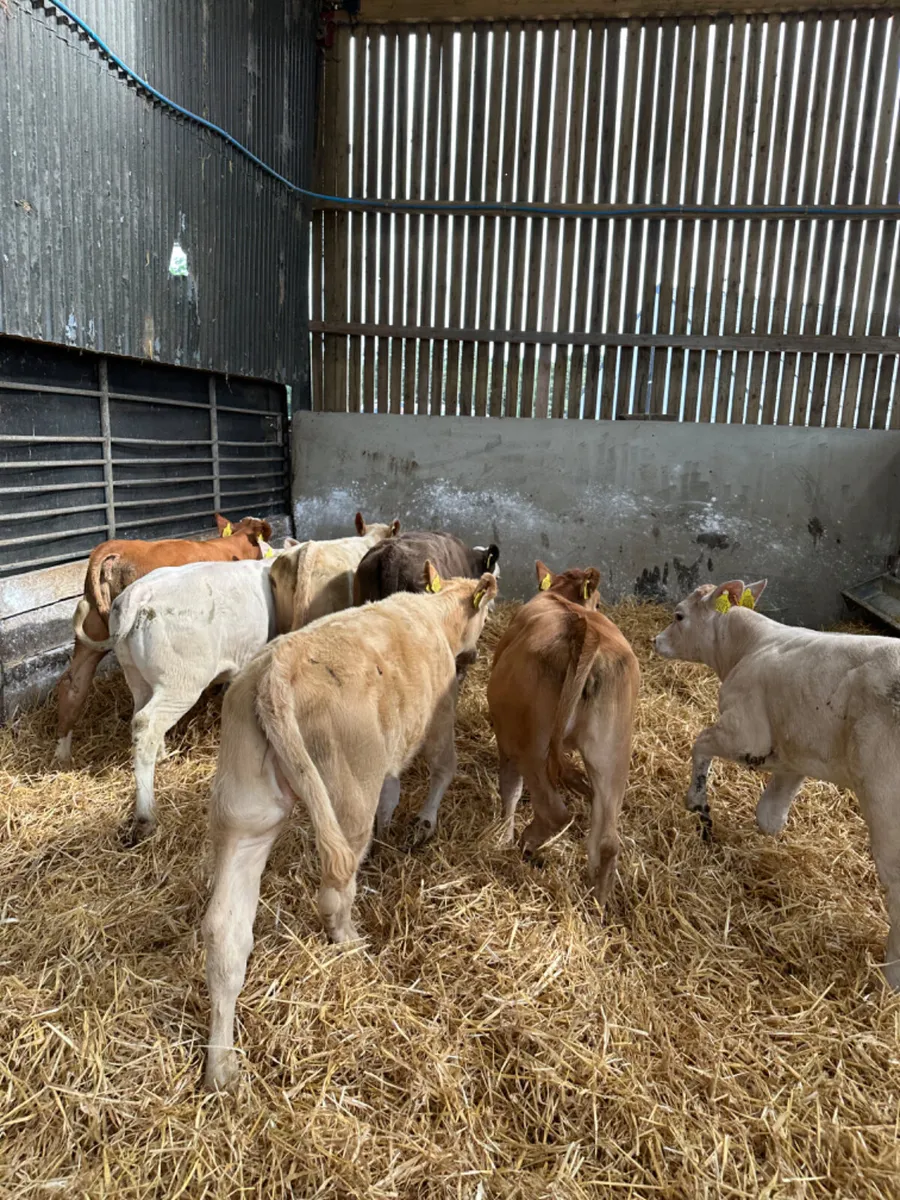 Beef bred heifers - Image 4