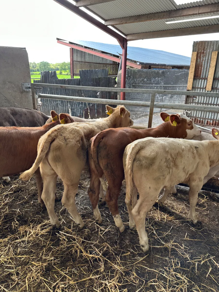 Beef bred heifers - Image 2