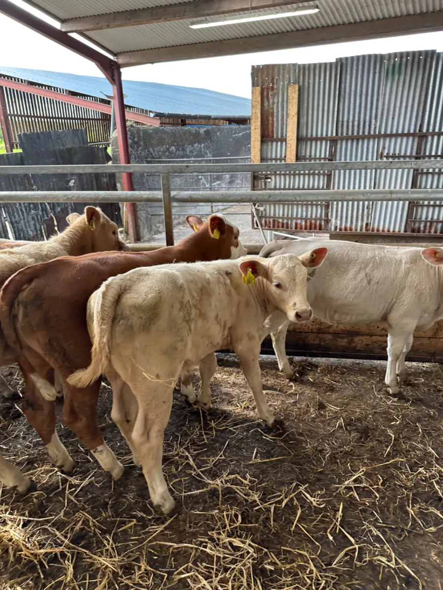 Beef bred heifers - Image 3