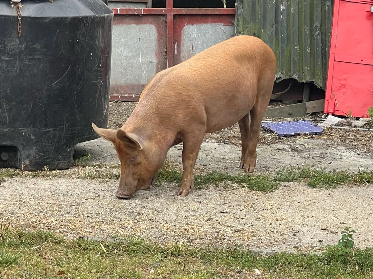 Pigs - Image 1