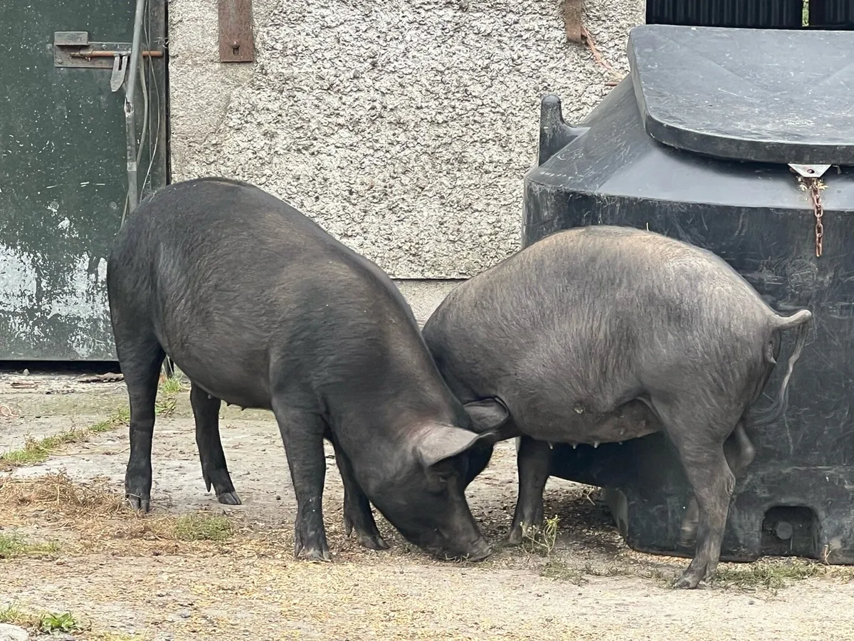 Pigs - Image 2