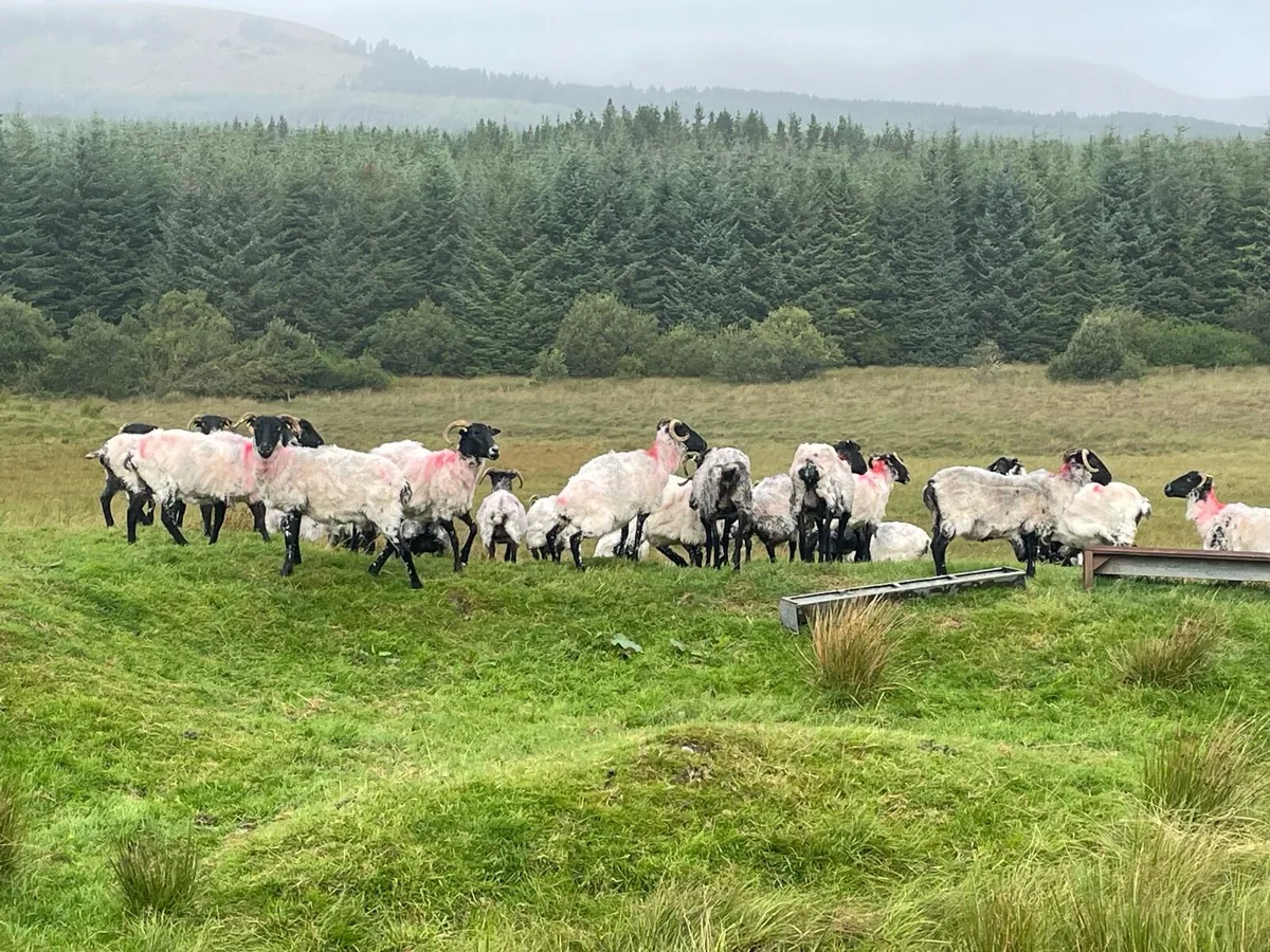 4and 5 year old ewes - Image 1